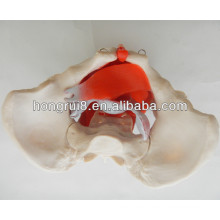 ISO Female Genital Organs Model, Pelvis model with pelvic muscles and pelvic organs